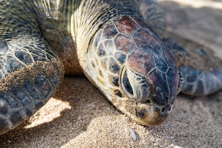 Indonesian marine police release sea turtles in Bali, Kuta, Indonesia ...