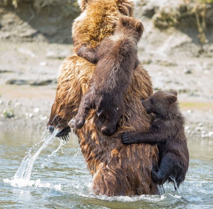 Two Bear Cubs Cling Their Mothers Editorial Stock Photo - Stock Image ...