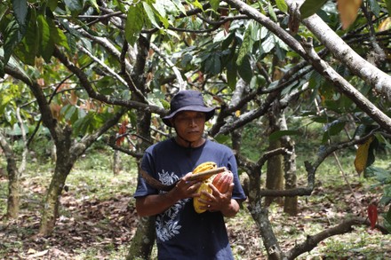 Farmer Harvesting Cacao His Filed Nglanggeran Editorial Stock Photo ...