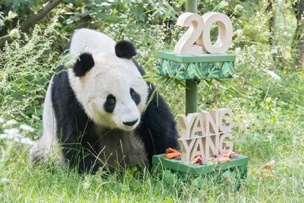 Austria Vienna Giant Panda Birthday - 11 Aug 2020