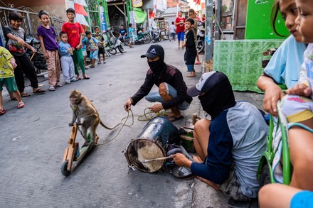 Performing monkey at the market