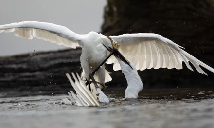Battling egrets, Yorkshire, UK - 09 Sep 2020