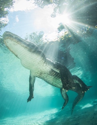 Alligator Shows Off Huge Teeth These Editorial Stock Photo - Stock ...