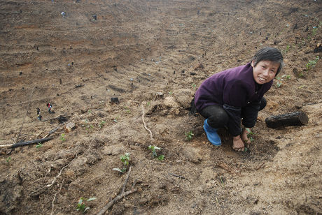 62 Deforesting Stock Pictures, Editorial Images and Stock Photos ...