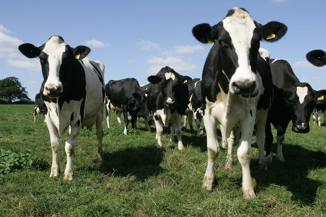 Holstein Dairy Cows Field Editorial Stock Photo - Stock Image ...