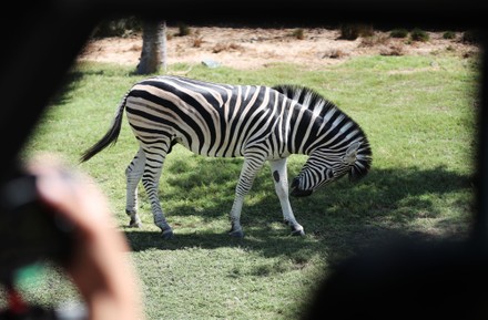 Visitor Takes Photo Zebra Dubai Safari Editorial Stock Photo - Stock Image  | Shutterstock