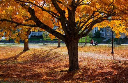 Fall foliage in Massachusetts, Whitman, USA - 23 Oct 2020 Stock ...