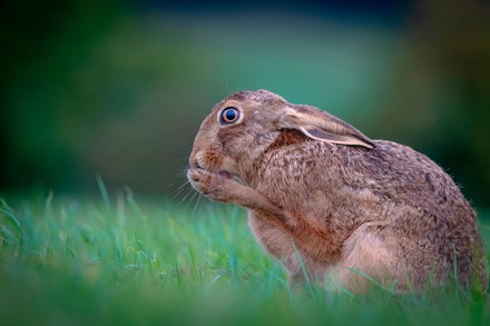 Oh No Hare Looks Shocked Holds Editorial Stock Photo - Stock Image ...