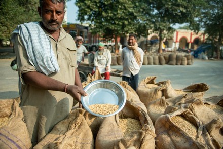 83 Sacks of grains Stock Pictures, Editorial Images and Stock Photos ...