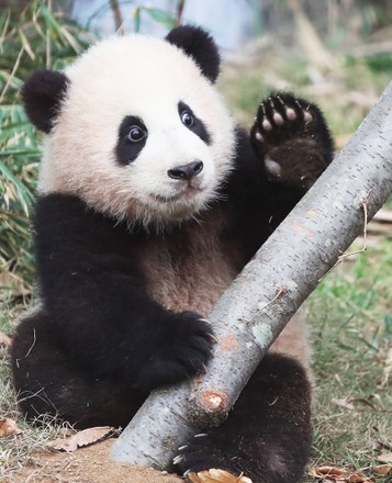 Baby Panda Fu Bao Sits Her Editorial Stock Photo - Stock Image ...