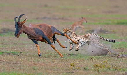 Sequence Cheetahs Hunting Gazelle Hungry Cheetahs Editorial Stock Photo