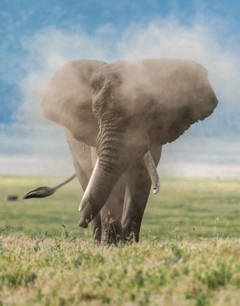 Elephant Blows Cloud Dust Face Bid Editorial Stock Photo - Stock Image ...