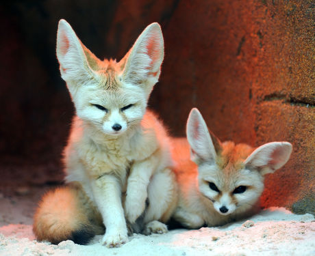 56 Fennec foxes Stock Pictures, Editorial Images and Stock Photos ...