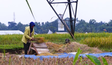 Farmers Harvest Rice Rice Fields Bogor Editorial Stock Photo - Stock ...