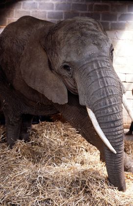 1985 Elephant Pregnancy Editorial Stock Photo - Stock Image Shutterstock