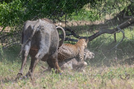 Leopard Attacked Buffalo Calf Yala National" - Ảnh báo chí có sẵn - Ảnh có sẵn | Shutterstock