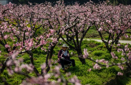 Woman Works Peach Blossom Plantation Yangshan Editorial Stock Photo ...