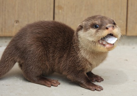 43 Baby sea otter Stock Pictures, Editorial Images and Stock Photos ...