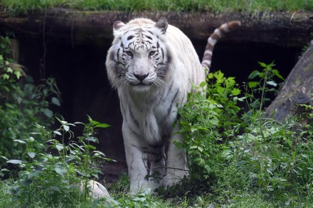 Sumatran Tiger Biopark Rome 17 Hectares Editorial Stock Photo - Stock ...