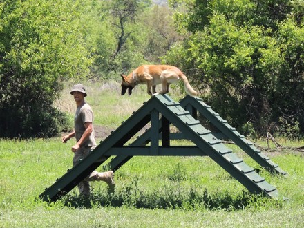 Belgian Malinois Runs Through Obstacle Course Editorial Stock Photo Belgian Malinois Runs Through Obstacle Course Editorial Stock Photo