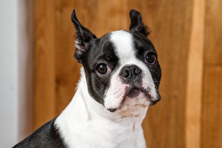 Jessica Ketley Her Dog Elvis Who Editorial Stock Photo - Stock Image ...