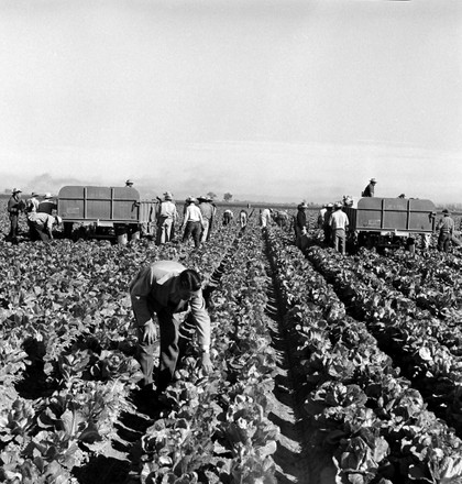 People Harvesting Crops P Grocery Store Editorial Stock Photo - Stock ...