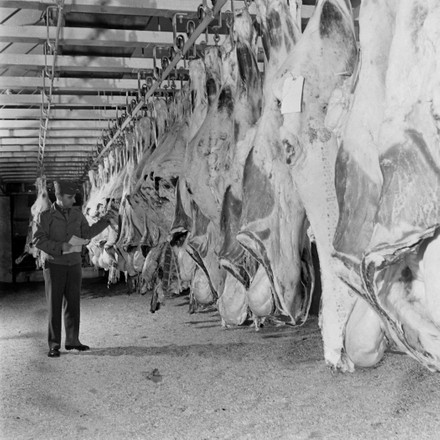 Meat Hanging On Hooks Slaughterhouse During Editorial Stock Photo ...