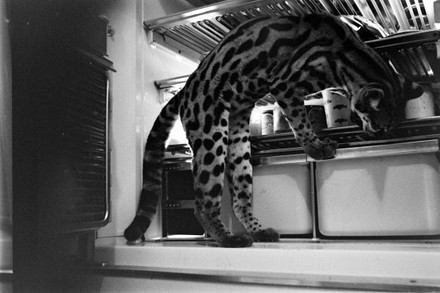 Ocelot Standing On Refrigerator United States Editorial Stock Photo