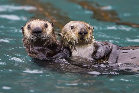 Adult Sea Otter Enhydra Lutris Kenyoni Editorial Stock Photo - Stock ...