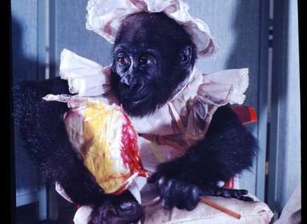 42 Colo gorilla Stock Pictures, Editorial Images and Stock Photos