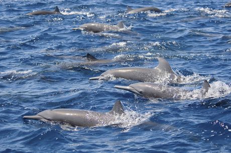 60 Dolphin pods Stock Pictures, Editorial Images and Stock Photos ...