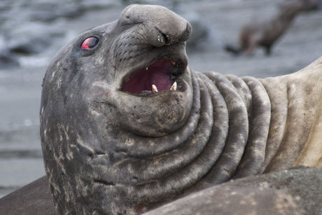 Bull Southern Elephant Seal Mirounga Leonina Editorial Stock Photo ...