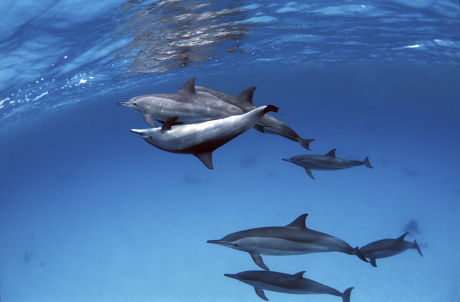 60 Dolphin pods Stock Pictures, Editorial Images and Stock Photos ...