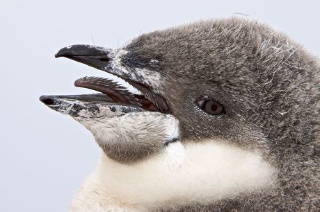 Chinstrap Penguin Pygoscelis Antarctica Chick Head Editorial Stock