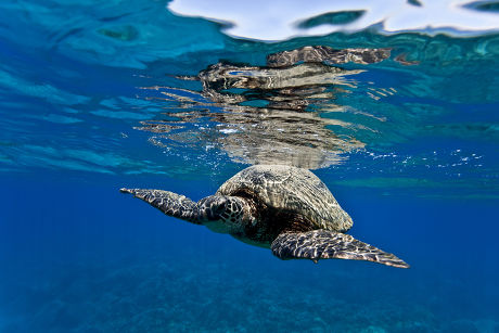 Green Sea Turtle Chelonia Mydas Cleaning Editorial Stock Photo - Stock ...