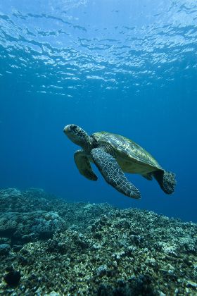 Adult Green Sea Turtle Chelonia Mydas Editorial Stock Photo - Stock ...