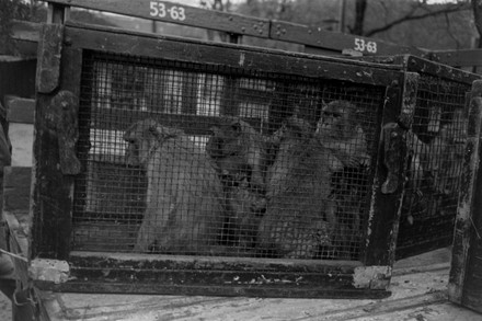 Monkeys Cage Transferring Milwaukee County Zoological Editorial Stock