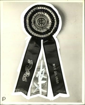 Ribbon Best Breed Morris Essex Dog Editorial Stock Photo - Stock Image ...