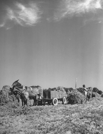 44 Peanut farming Stock Pictures, Editorial Images and Stock Photos ...