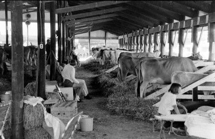 3 Putnam County Fairgrounds Stock Pictures, Editorial Images And Stock 