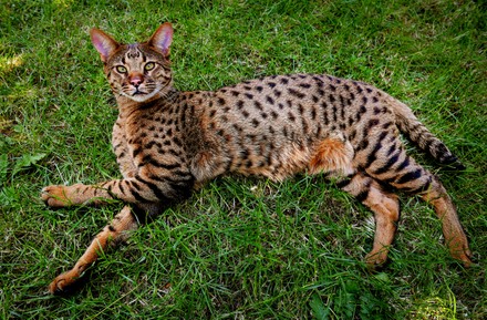 750 Savannah cat Stock Pictures, Editorial Images and Stock Photos ...