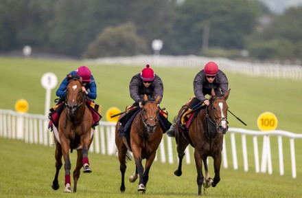 Contenders prepare for Dubai Duty Free Irish Derby with racecourse gallop, The Curragh, Co. Kildare - 06 Jun 2021