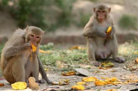 Monkeys Eating Mango Bhagi Bandar Village Editorial Stock Photo - Stock