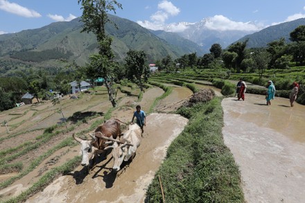 Farmer Plows Field Prepare Paddy Planting Editorial Stock Photo - Stock ...