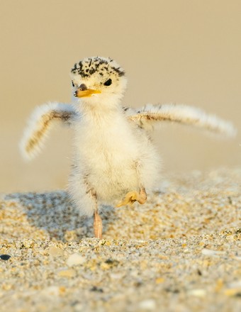 500 Baby Fish Stock Pictures, Editorial Images And Stock Photos 