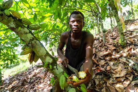 Kojo Lalekoe 35 Years Old Cocoa Editorial Stock Photo - Stock Image ...