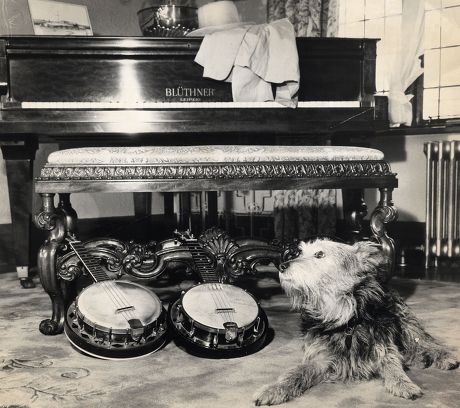 A Selection Of Instruments Owned By Comedian George Formby Who Died 6/3/1961 Are Guarded By His Dog.