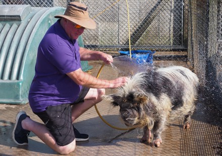 Too Hot for Pigs, Dorset, UK - 20 Jul 2021