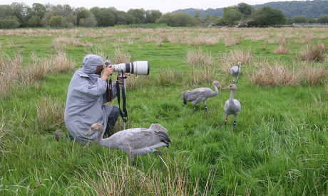 First flock of Common Cranes for 400 years re-introduced to Somerset Levels, Britain - 06 Sep 2010