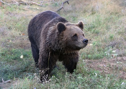 Brown Bear Lives White Rock Bear Editorial Stock Photo - Stock Image ...